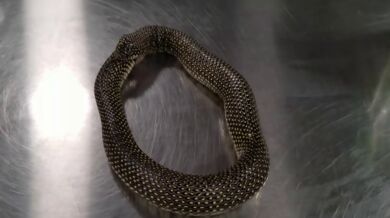 Had chce sežrat sám sebe