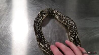 Had chce sežrat sám sebe