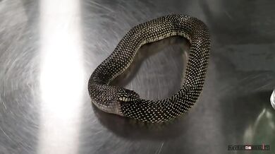 Had chce sežrat sám sebe