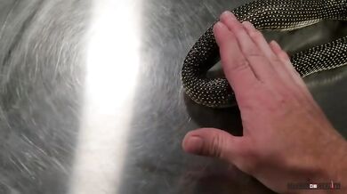 Had chce sežrat sám sebe