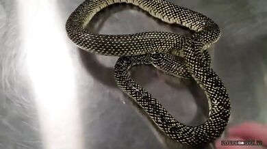 Had chce sežrat sám sebe