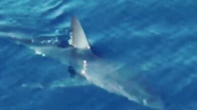 Žralok v Chorvatsku