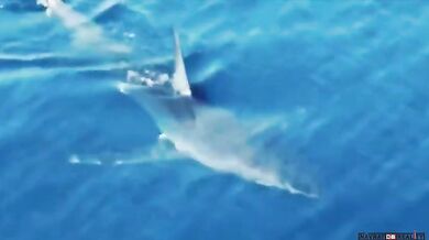 Žralok v Chorvatsku