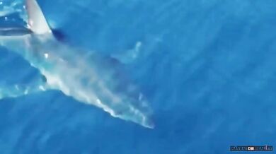 Žralok v Chorvatsku