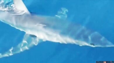 Žralok v Chorvatsku