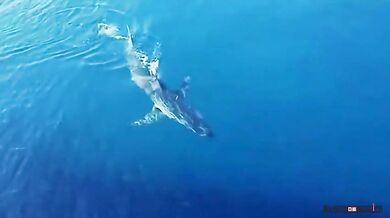 Žralok v Chorvatsku