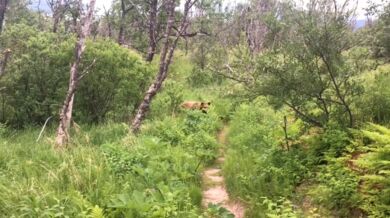 Setkání s medvědem #48