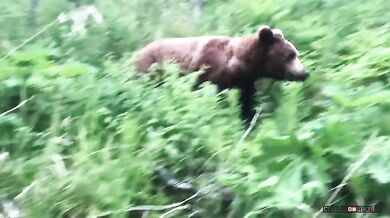 Setkání s medvědem #48