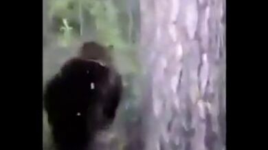 Setkání s medvědem #49