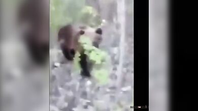 Setkání s medvědem #49