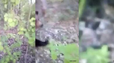 Setkání s medvědem #49