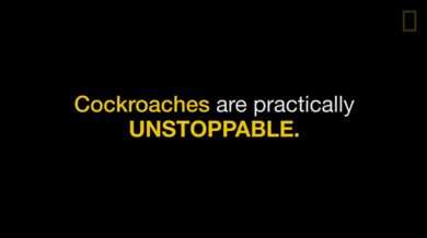 Nezničitelní švábi