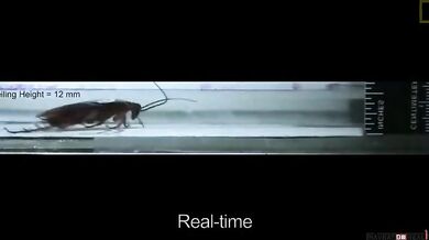 Nezničitelní švábi