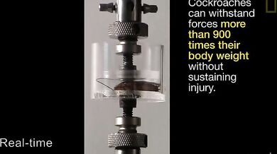 Nezničitelní švábi