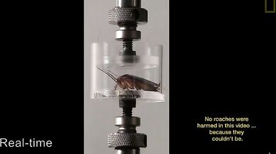 Nezničitelní švábi