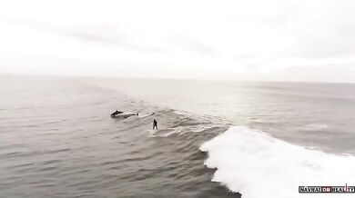 Surfování s delfíny