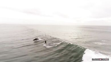 Surfování s delfíny