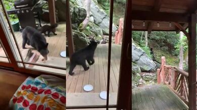 Setkání s medvědem #50