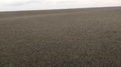 Sopečná pemza na hladině