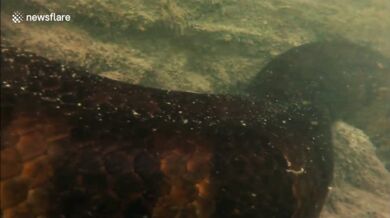 Setkání s anakondou