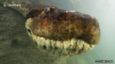 Setkání s anakondou