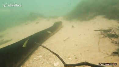 Setkání s anakondou