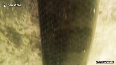 Setkání s anakondou