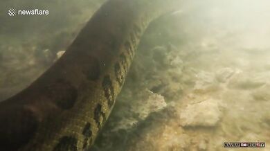 Setkání s anakondou