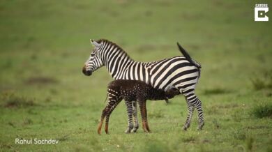 Puntíkovaná zebra
