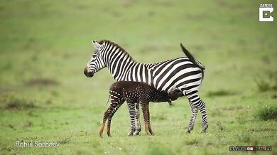 Puntíkovaná zebra