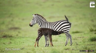 Puntíkovaná zebra