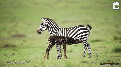 Puntíkovaná zebra
