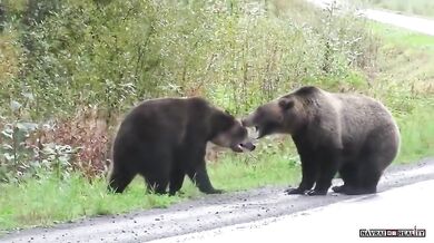 Medvědí souboj #2
