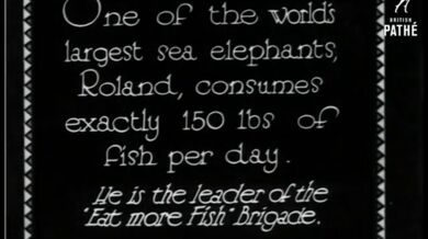 Chlouba berlínské zoo (1931)