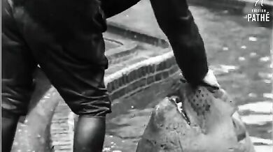 Chlouba berlínské zoo (1931)