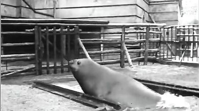 Chlouba berlínské zoo (1931)