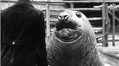 Chlouba berlínské zoo (1931)