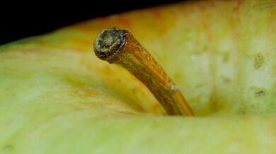 Každodenní objekty v Macro