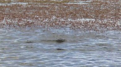 Namlouvací rituál potápek