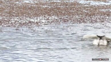 Namlouvací rituál potápek