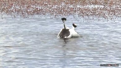 Namlouvací rituál potápek