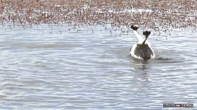 Namlouvací rituál potápek