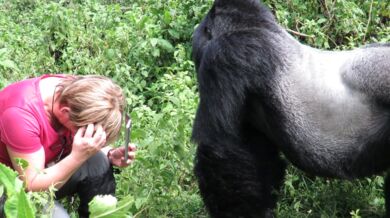 Setkání s gorilou