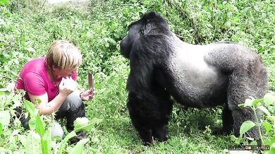 Setkání s gorilou