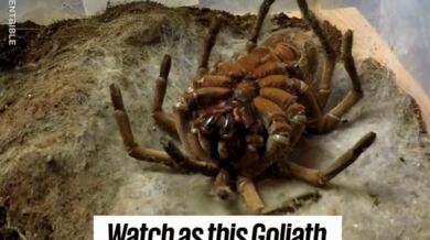 Svlékání z kůže