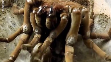 Svlékání z kůže