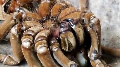 Svlékání z kůže