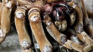 Svlékání z kůže