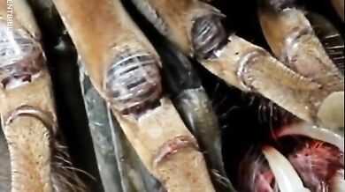 Svlékání z kůže