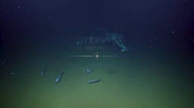 Mrtvá velryba na dně oceánu